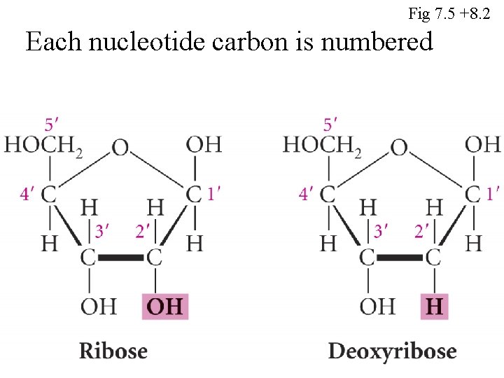 Fig 7. 5 +8. 2 Each nucleotide carbon is numbered 