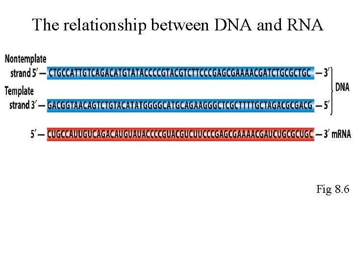 The relationship between DNA and RNA Fig 8. 6 