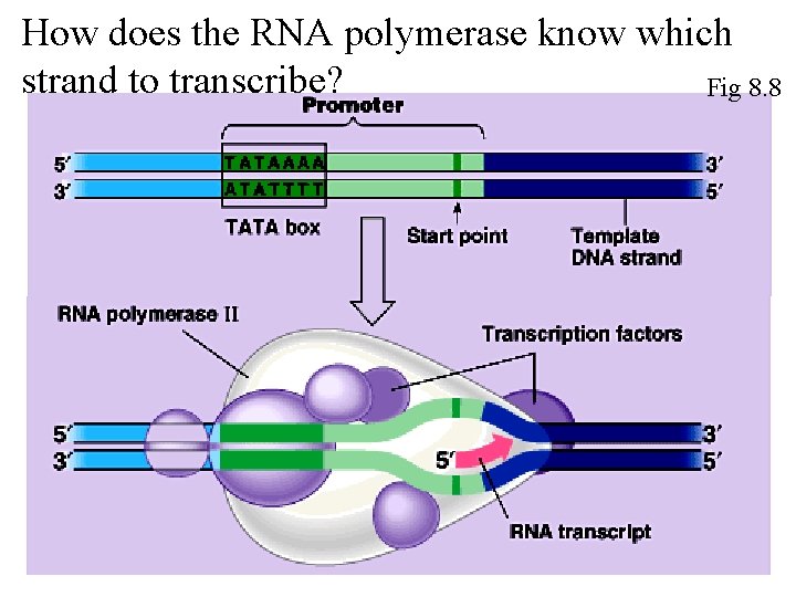 How does the RNA polymerase know which strand to transcribe? Fig 8. 8 