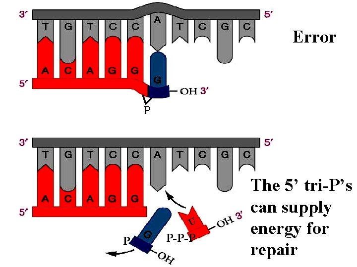 Error P U P P-P-P The 5’ tri-P’s can supply energy for repair 