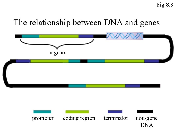 Fig 8. 3 The relationship between DNA and genes a gene promoter coding region