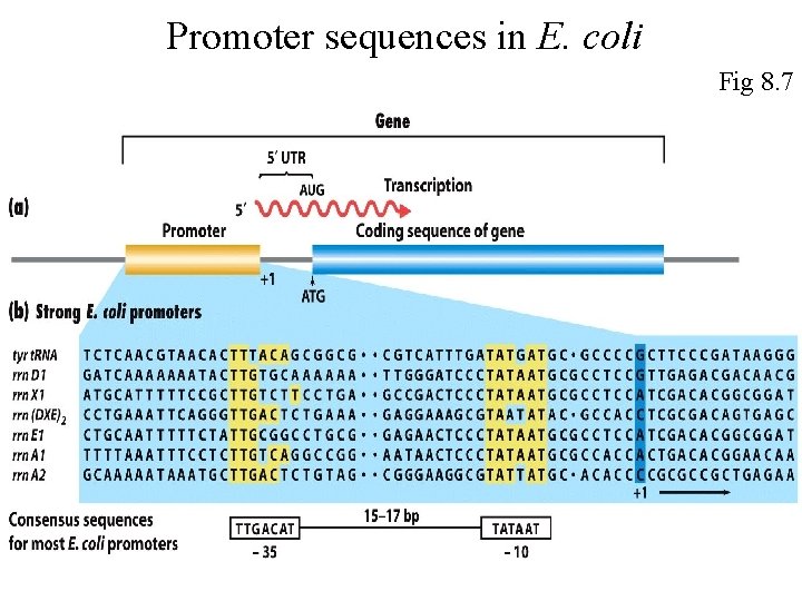 Promoter sequences in E. coli Fig 8. 7 