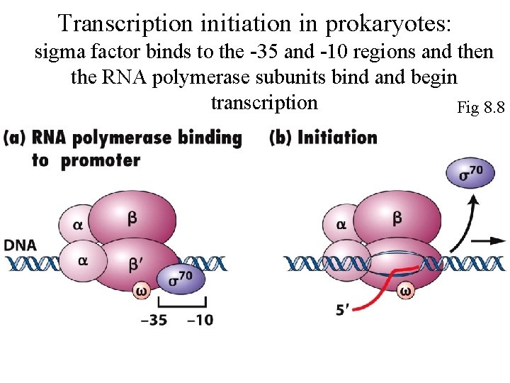 Transcription initiation in prokaryotes: sigma factor binds to the -35 and -10 regions and