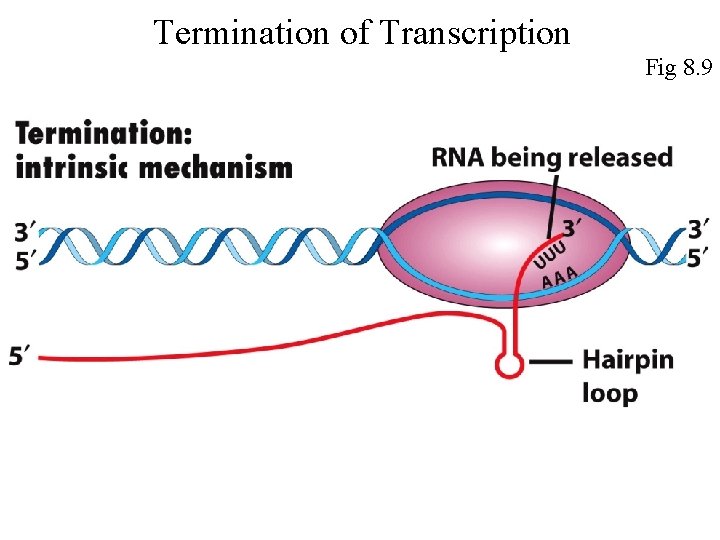 Termination of Transcription Fig 8. 9 