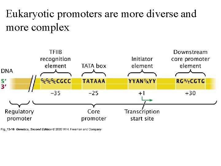 Eukaryotic promoters are more diverse and more complex 