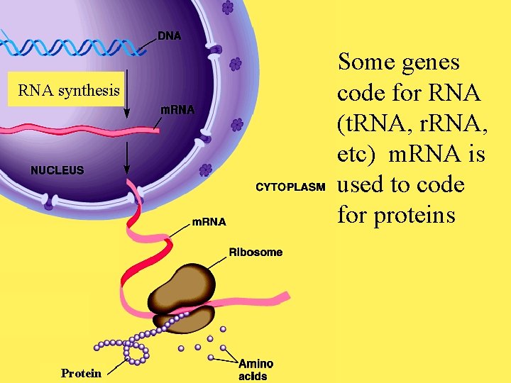 RNA synthesis Protein Some genes code for RNA (t. RNA, r. RNA, etc) m.