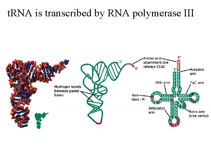 t. RNA is transcribed by RNA polymerase III 