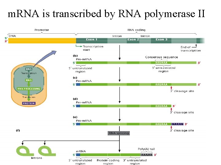 m. RNA is transcribed by RNA polymerase II 