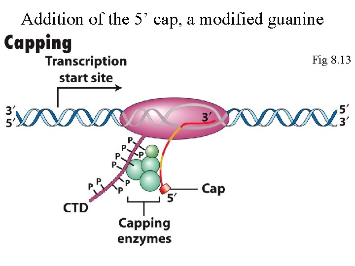 Addition of the 5’ cap, a modified guanine Fig 8. 13 