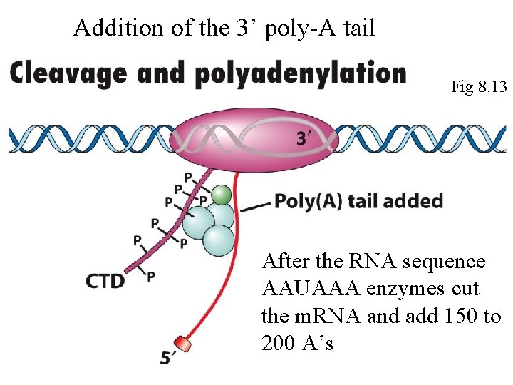 Addition of the 3’ poly-A tail Fig 8. 13 After the RNA sequence AAUAAA