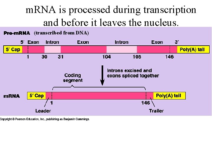 m. RNA is processed during transcription and before it leaves the nucleus. (transcribed from
