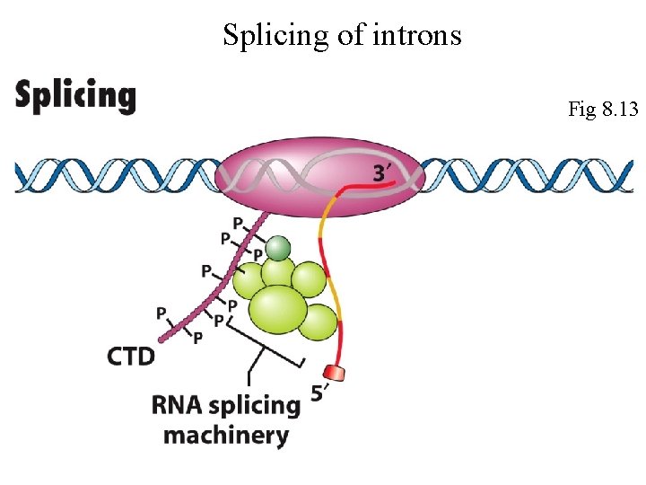 Splicing of introns Fig 8. 13 