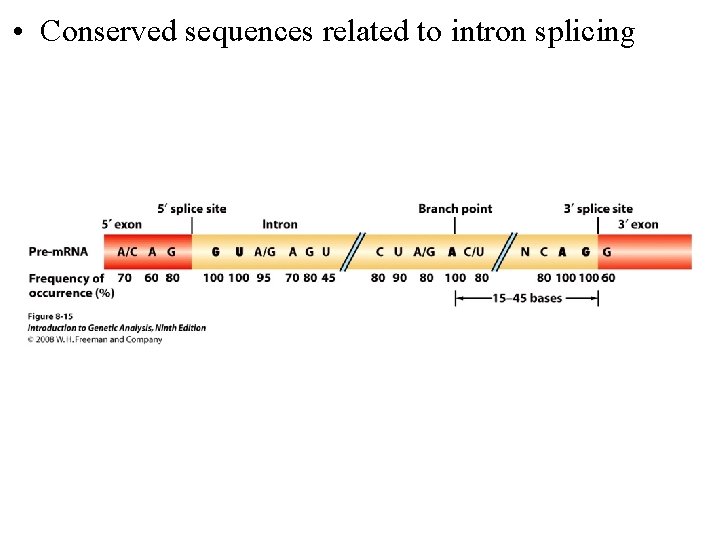  • Conserved sequences related to intron splicing 