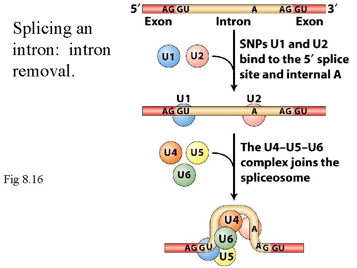 Splicing an intron: intron removal. Fig 8. 16 