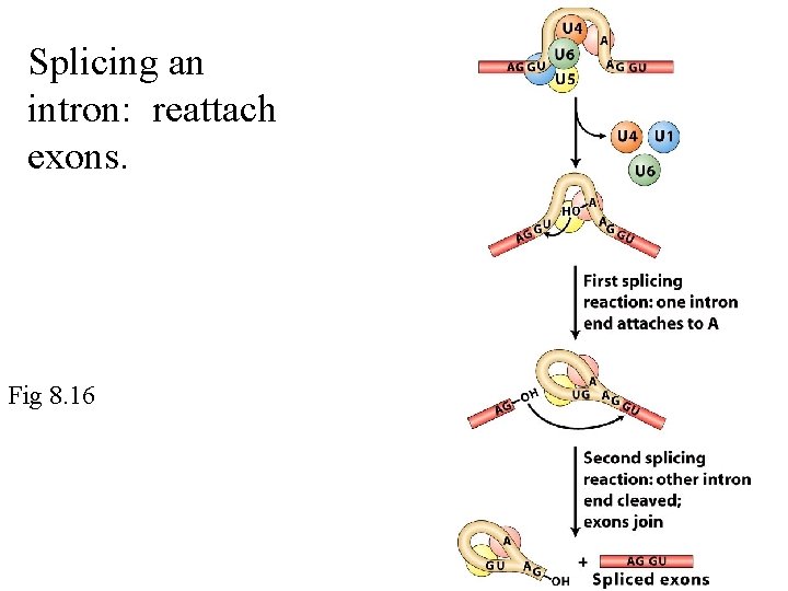 Splicing an intron: reattach exons. Fig 8. 16 