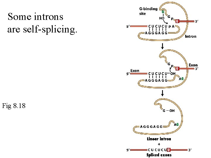 Some introns are self-splicing. Fig 8. 18 