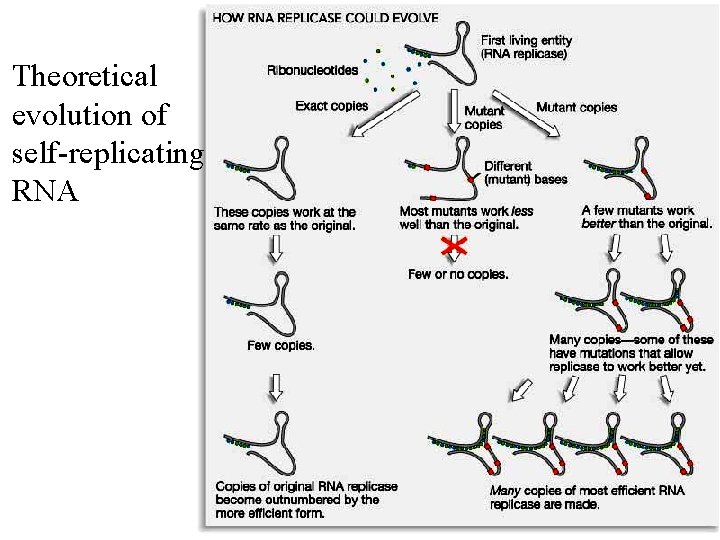 Theoretical evolution of self-replicating RNA 