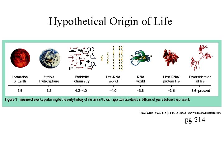 Hypothetical Origin of Life pg 214 