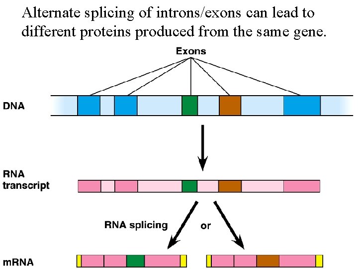 Alternate splicing of introns/exons can lead to different proteins produced from the same gene.