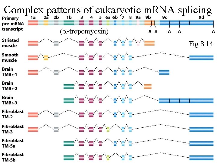 Complex patterns of eukaryotic m. RNA splicing ( -tropomyosin) Fig 8. 14 