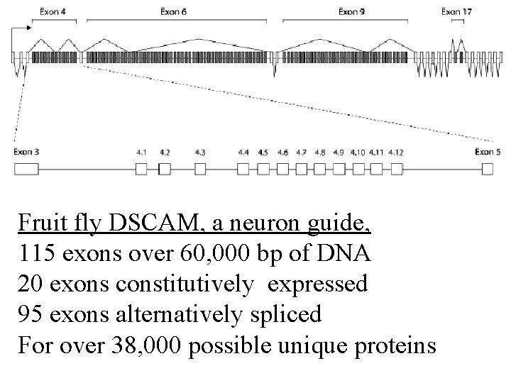 Fruit fly DSCAM, a neuron guide, 115 exons over 60, 000 bp of DNA