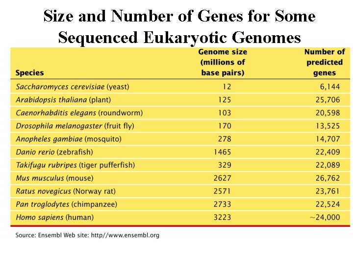 Size and Number of Genes for Some Sequenced Eukaryotic Genomes 