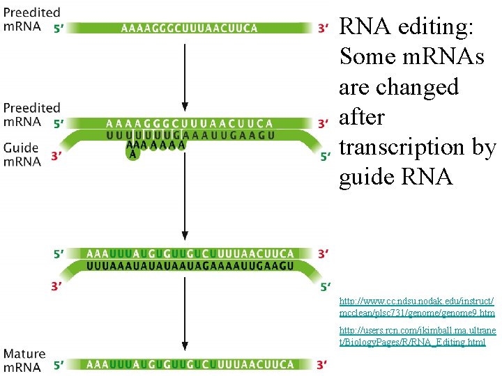 RNA editing: Some m. RNAs are changed after transcription by guide RNA http: //www.