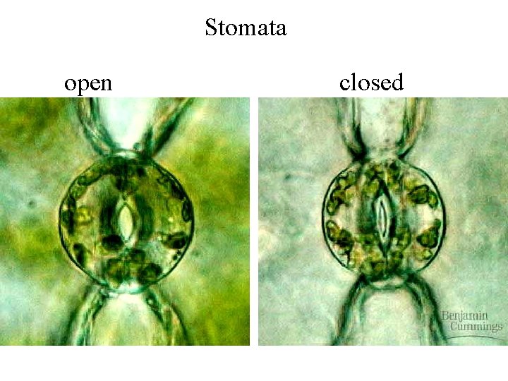 Stomata open closed 