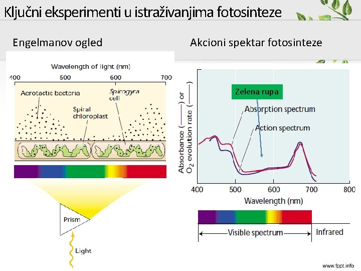 Ključni eksperimenti u istraživanjima fotosinteze Engelmanov ogled Akcioni spektar fotosinteze Zelena rupa 