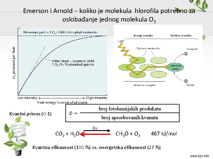 Emerson i Arnold – koliko je molekula hlorofila potrebno za oslobađanje jednog molekula O