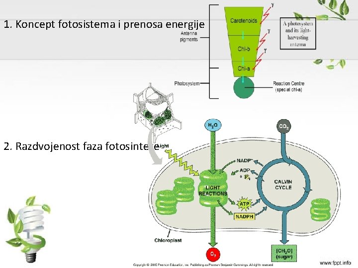 1. Koncept fotosistema i prenosa energije 2. Razdvojenost faza fotosinteze 