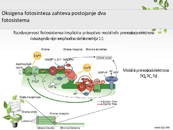 Oksigena fotosinteza zahteva postojanje dva fotosistema Razdvojenost fotosistema implicira prisustvo mobilnih prenosioca elektrona i