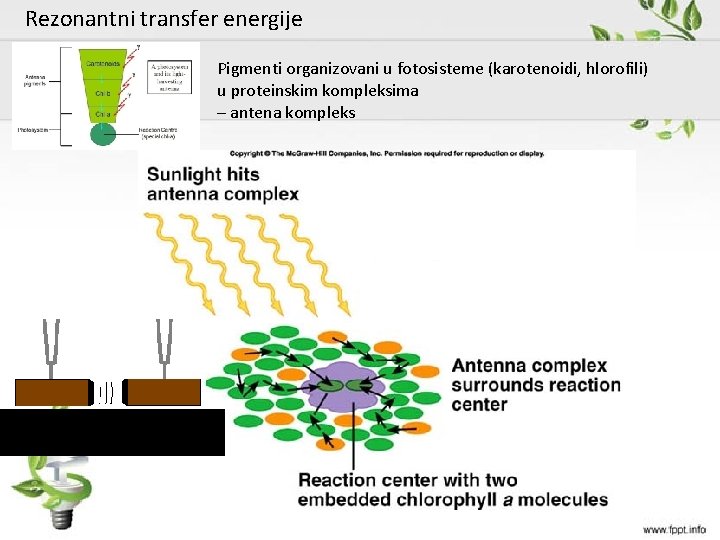 Rezonantni transfer energije Pigmenti organizovani u fotosisteme (karotenoidi, hlorofili) u proteinskim kompleksima – antena