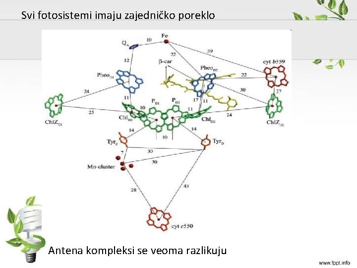 Svi fotosistemi imaju zajedničko poreklo Antena kompleksi se veoma razlikuju 