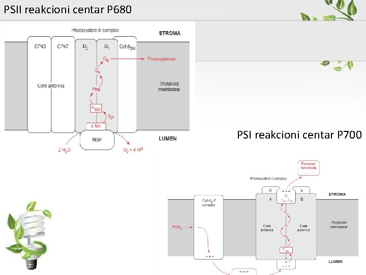 PSII reakcioni centar P 680 PSI reakcioni centar P 700 