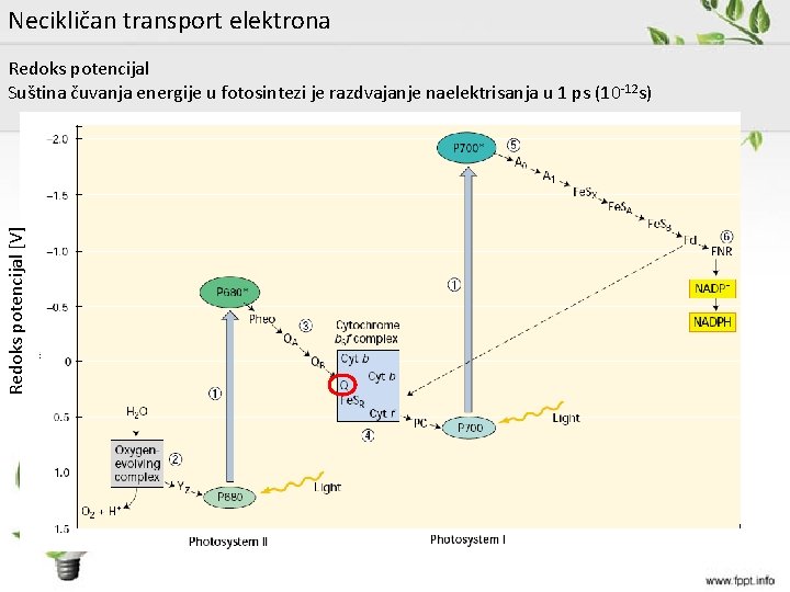 Necikličan transport elektrona Redoks potencijal [V] Redoks potencijal Suština čuvanja energije u fotosintezi je