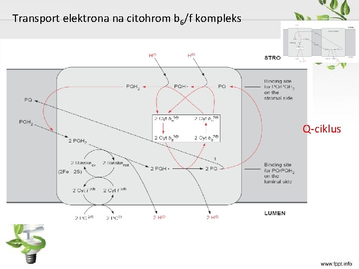 Transport elektrona na citohrom b 6/f kompleks Q-ciklus 