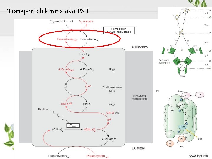 Transport elektrona oko PS I 