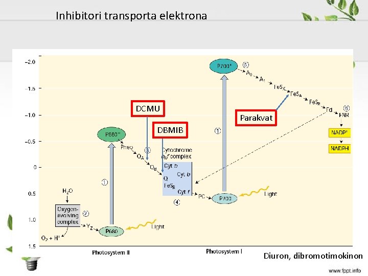 Inhibitori transporta elektrona DCMU Parakvat DBMIB Diuron, dibromotimokinon 