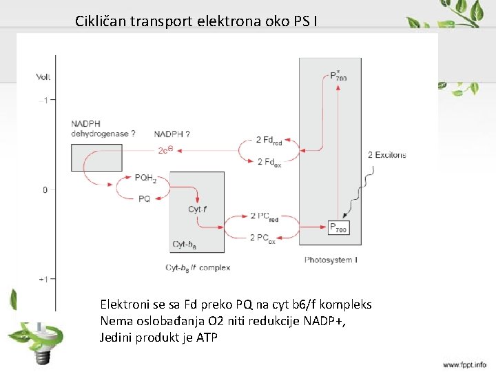 Cikličan transport elektrona oko PS I Elektroni se sa Fd preko PQ na cyt