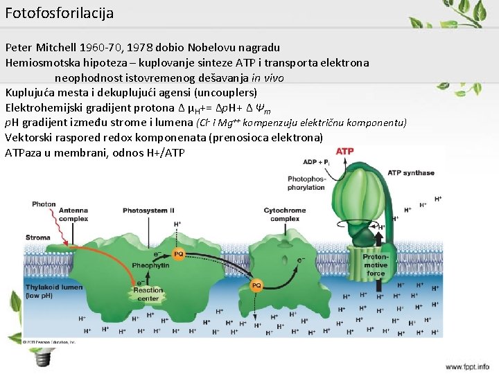 Fotofosforilacija Peter Mitchell 1960 -70, 1978 dobio Nobelovu nagradu Hemiosmotska hipoteza – kuplovanje sinteze