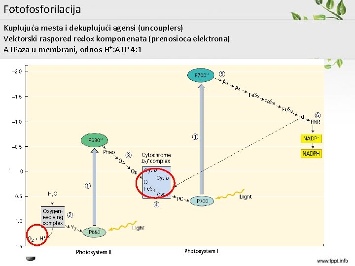 Fotofosforilacija Kuplujuća mesta i dekuplujući agensi (uncouplers) Vektorski raspored redox komponenata (prenosioca elektrona) ATPaza