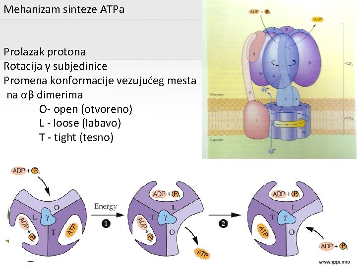 Mehanizam sinteze ATPa Prolazak protona Rotacija γ subjedinice Promena konformacije vezujućeg mesta na αβ