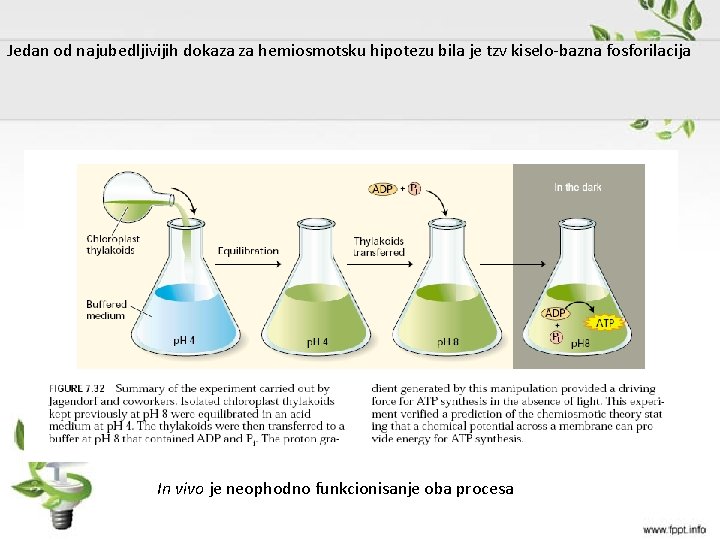 Jedan od najubedljivijih dokaza za hemiosmotsku hipotezu bila je tzv kiselo-bazna fosforilacija In vivo