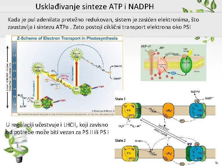 Usklađivanje sinteze ATP i NADPH Kada je pul adenilata pretežno redukovan, sistem je zasićen