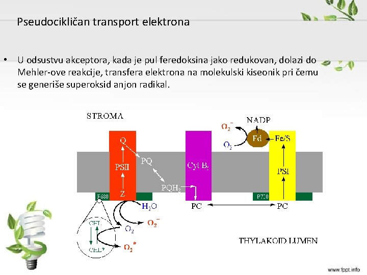 Pseudocikličan transport elektrona • U odsustvu akceptora, kada je pul feredoksina jako redukovan, dolazi