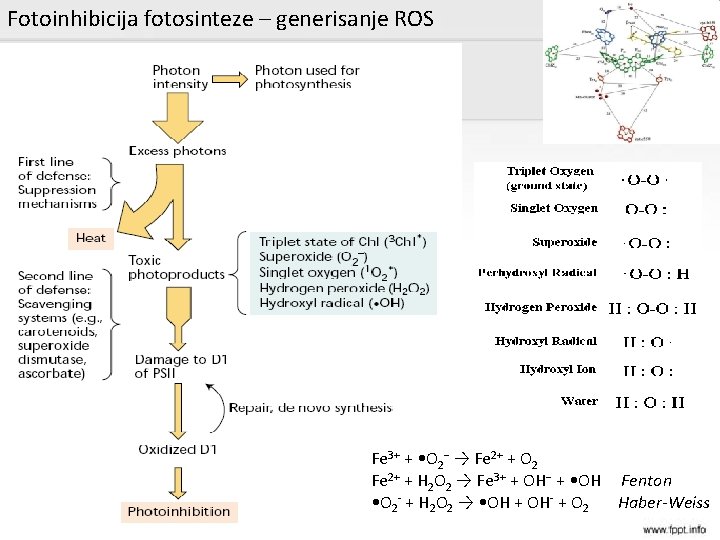 Fotoinhibicija fotosinteze – generisanje ROS Fe 3+ + • O 2− → Fe 2+
