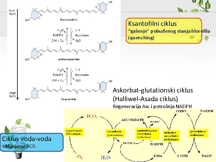 Ksantofilni ciklus “gašenje” pobuđenog stanja hlorofila (quenching) Askorbat-glutationski ciklus (Halliwel-Asada ciklus) Regeneracija Asc i