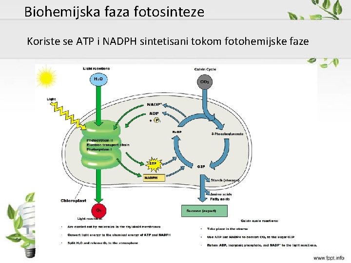 Biohemijska faza fotosinteze Koriste se ATP i NADPH sintetisani tokom fotohemijske faze 