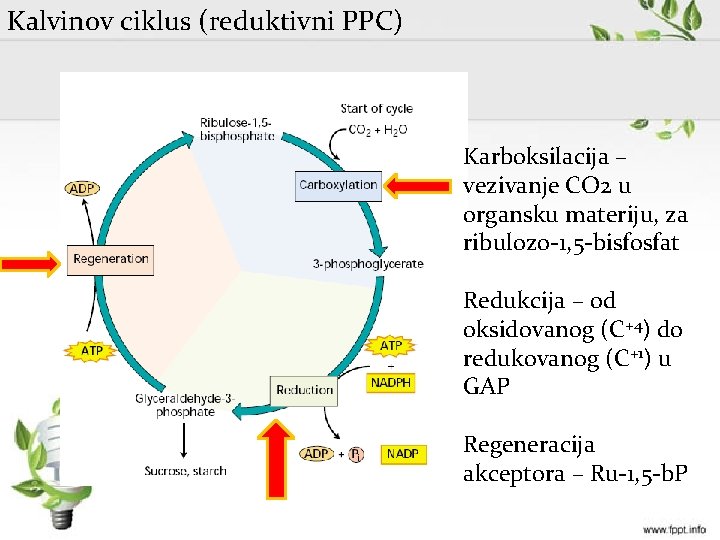 Kalvinov ciklus (reduktivni PPC) Karboksilacija – vezivanje CO 2 u organsku materiju, za ribulozo-1,